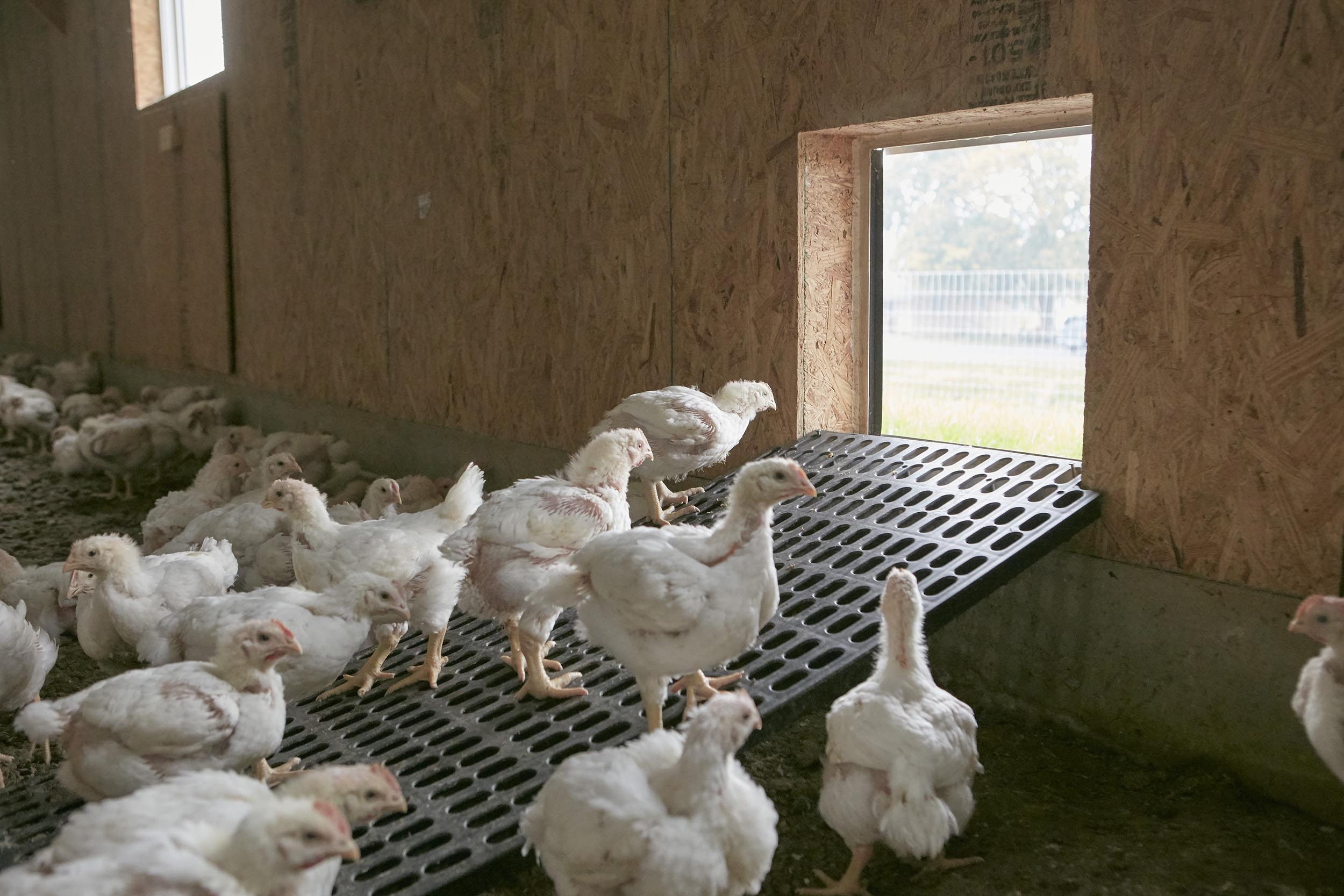 Perdue Farms Success Story Delaware Prosperity Partnership
